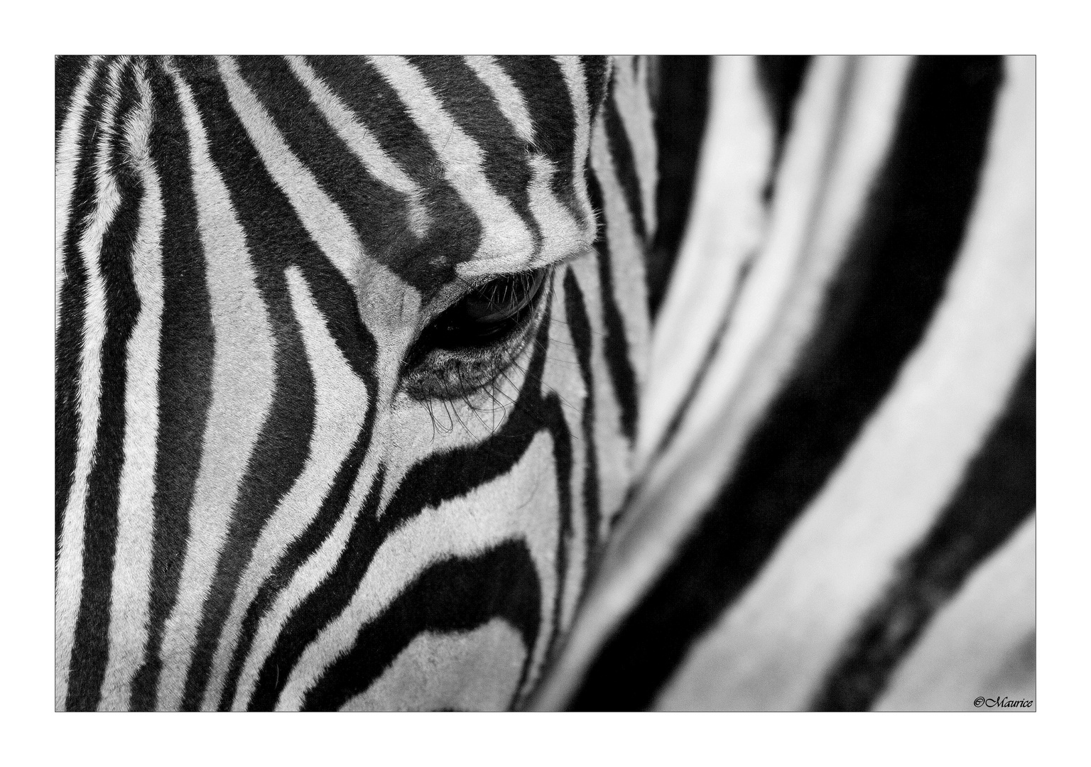 Zebra...