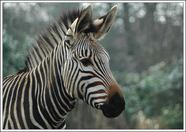 Zebra