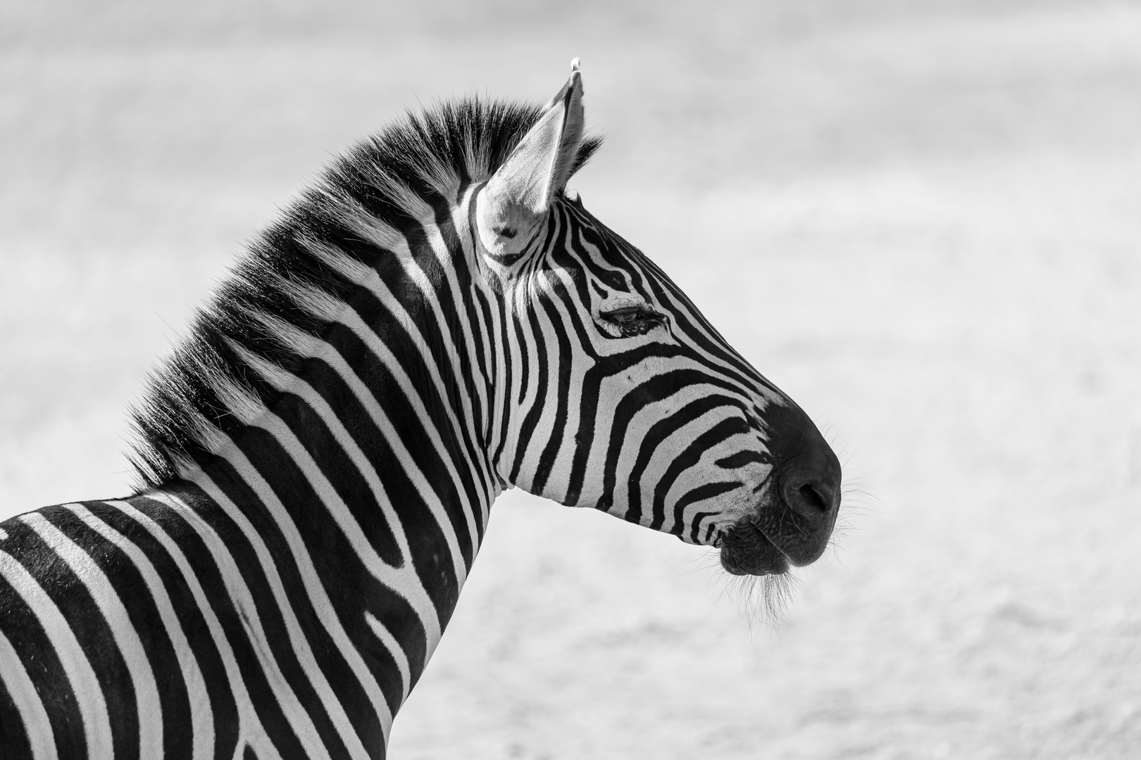 Zebra.......