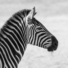 Zebra.......