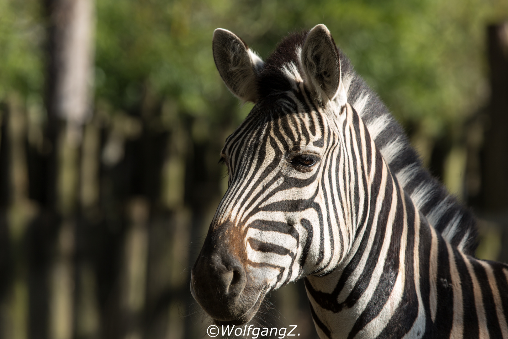 Zebra