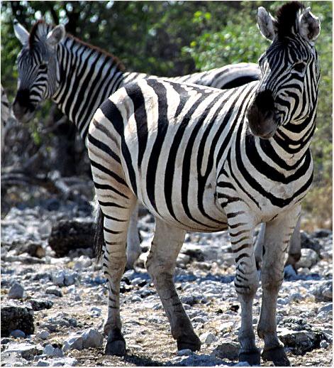 Zebra