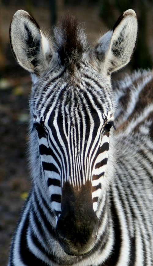 Zebra