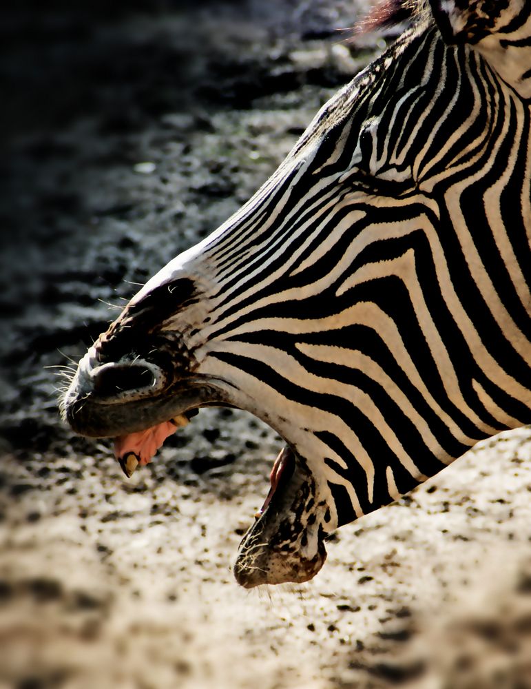 Zebra