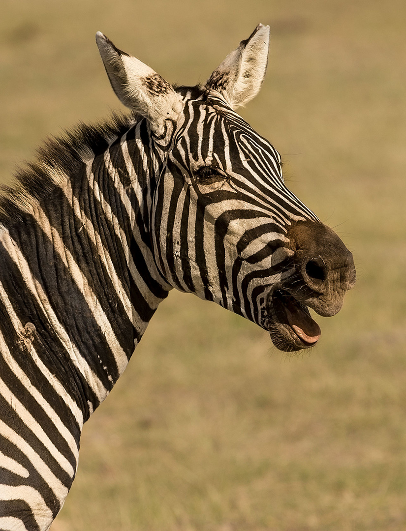 Zebra