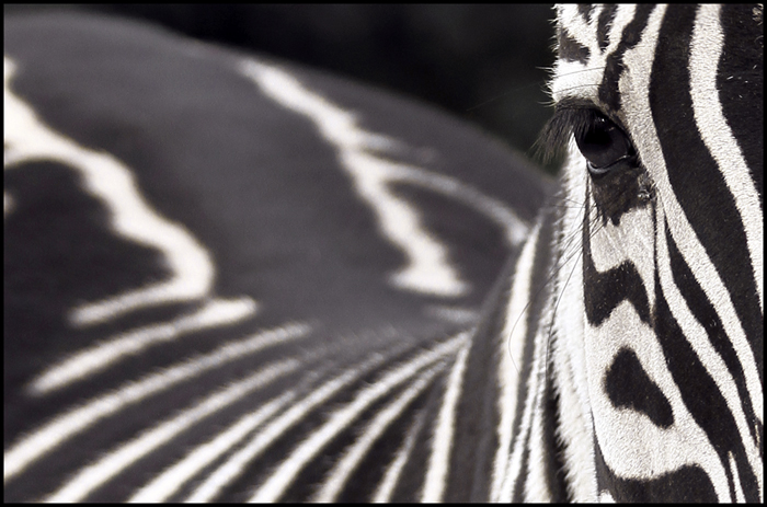 Zebra