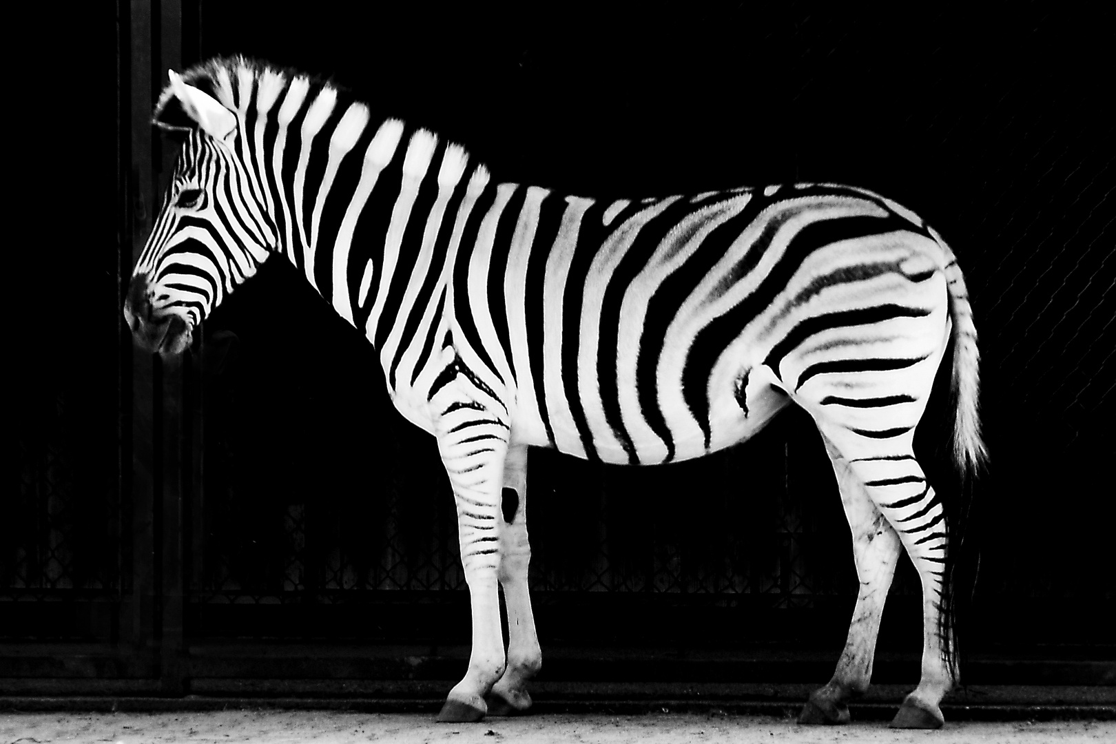 Zebra