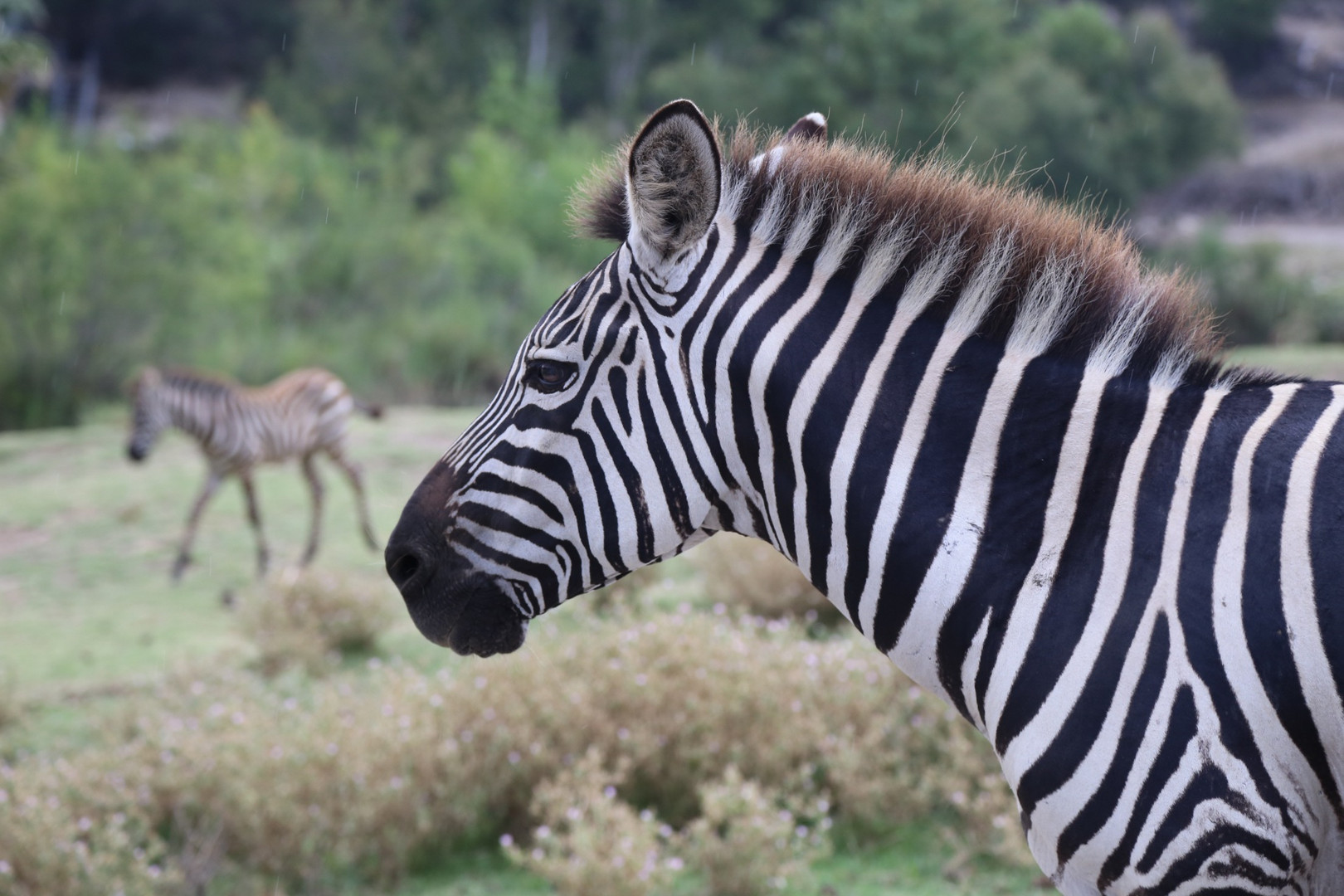 Zebra