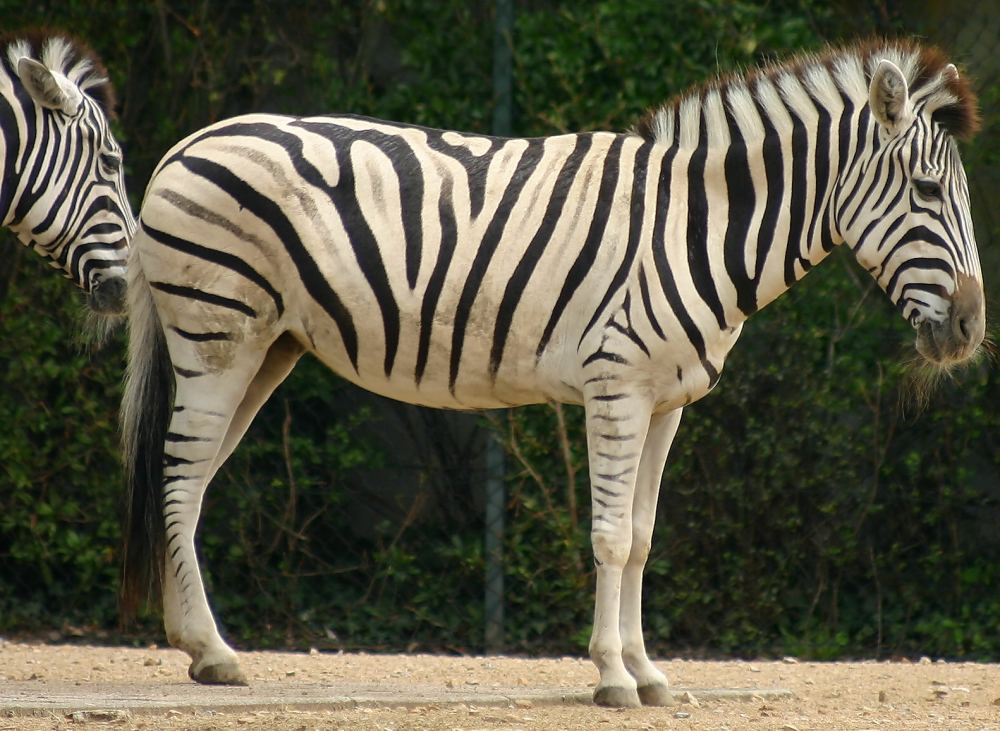 Zebra