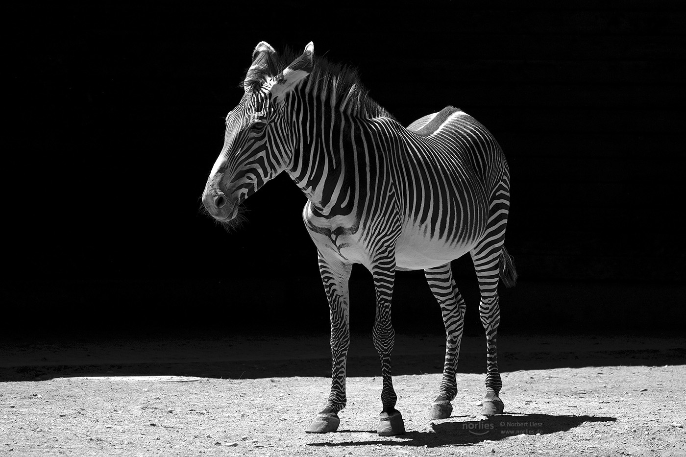 Zebra