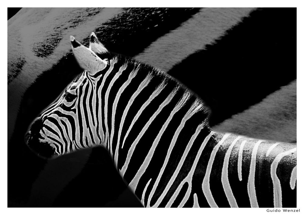 Zebra