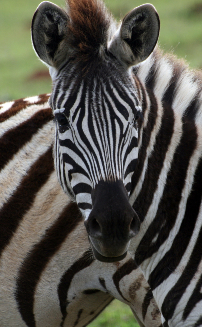 zebra...