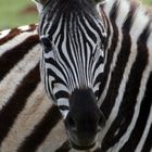 zebra...