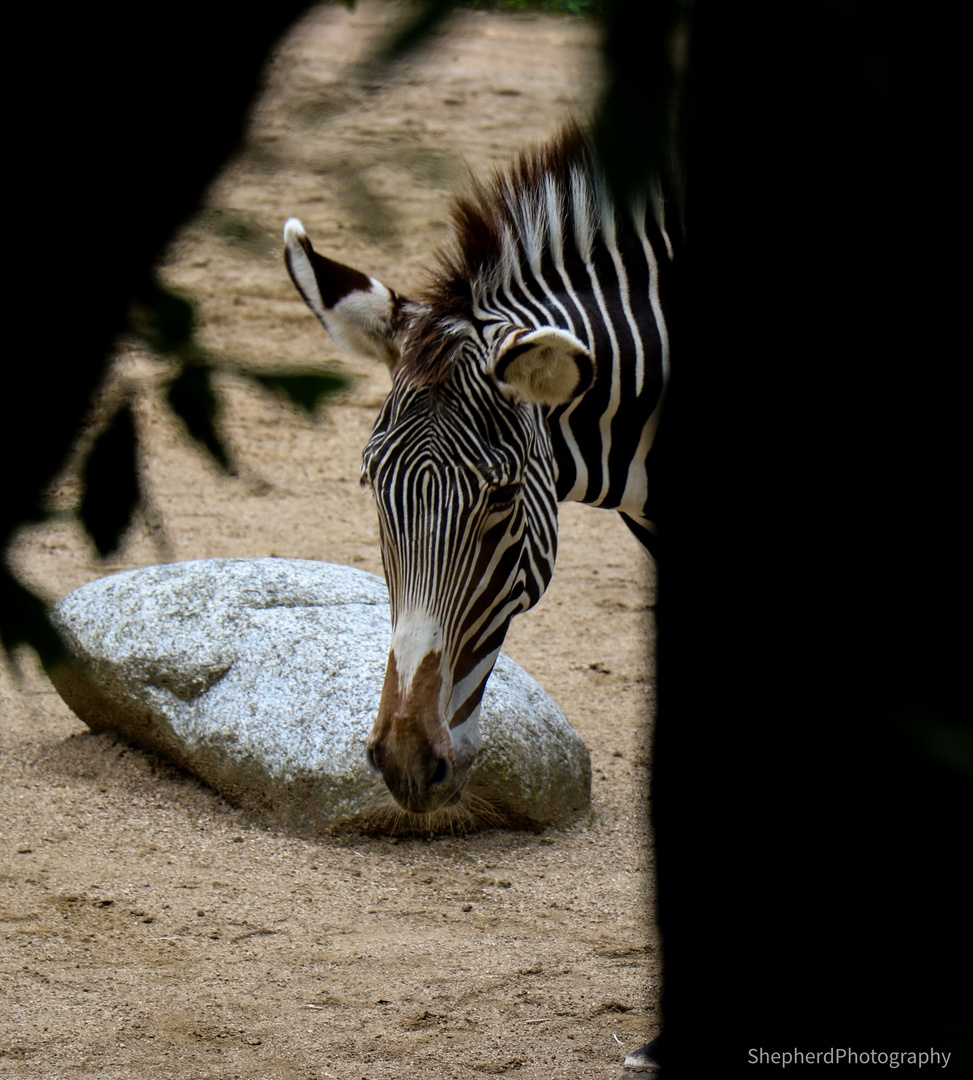 Zebra