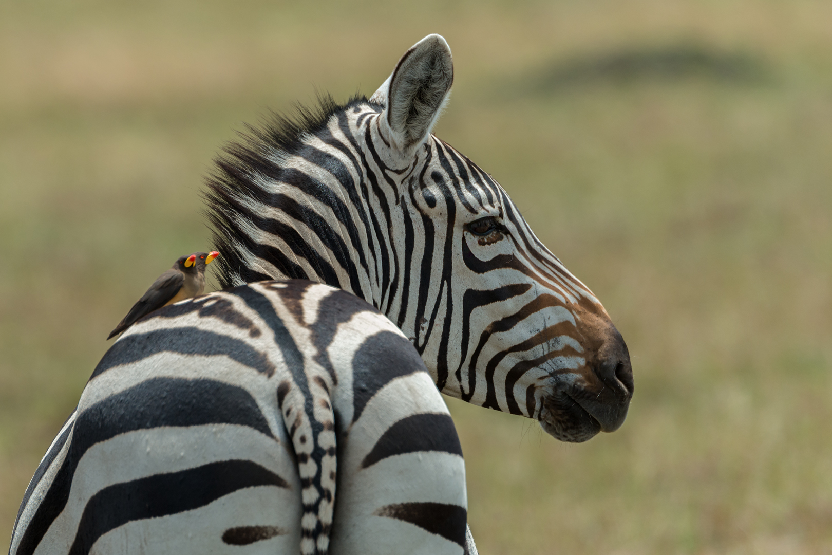 Zebra Foto & Bild | natur, afrika, tiere Bilder auf fotocommunity
