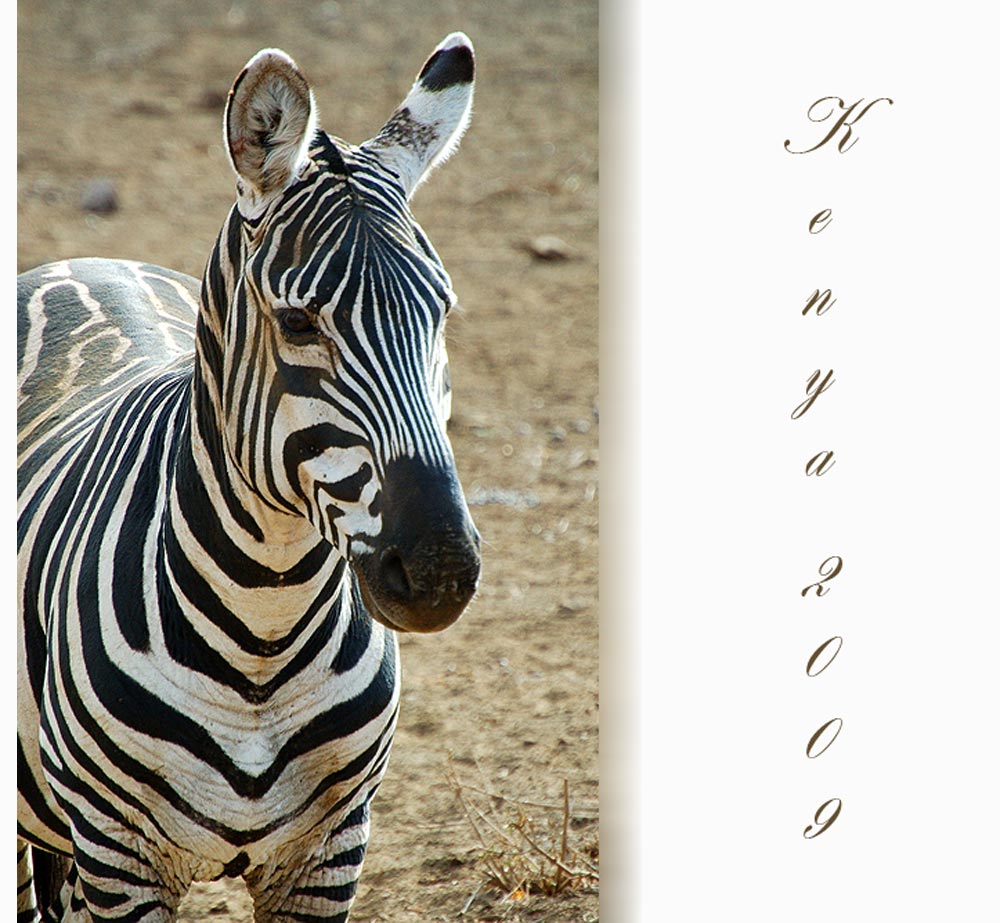 Zebra