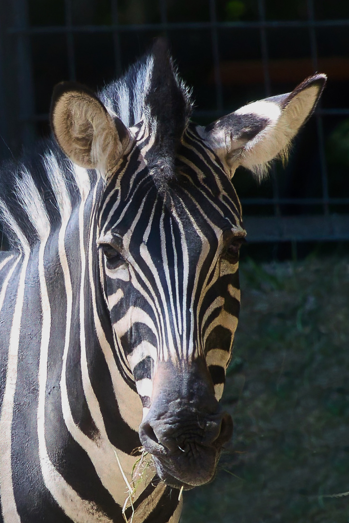 Zebra