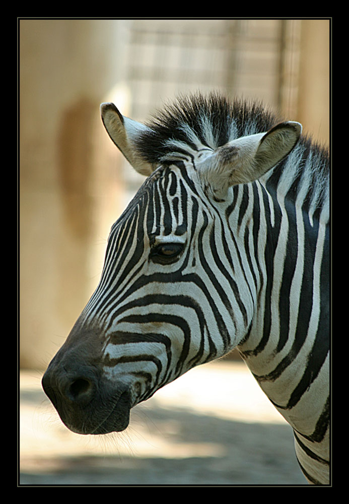 Zebra