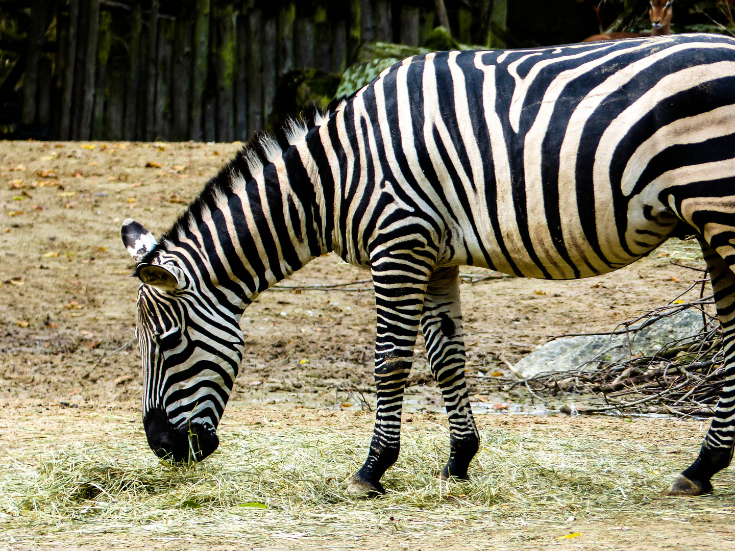 Zebra