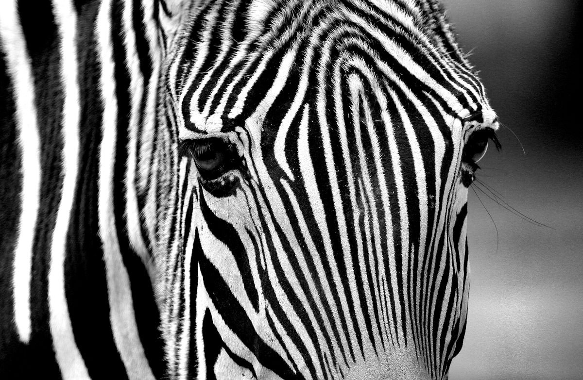 zebra