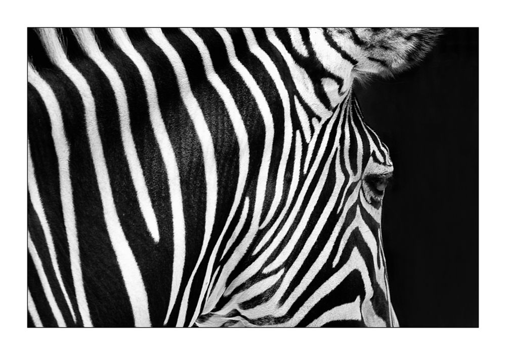 Zebra