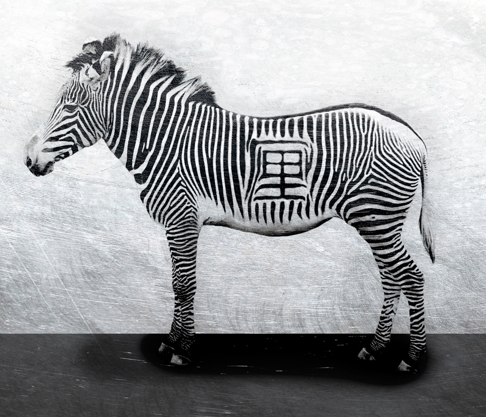 zebra