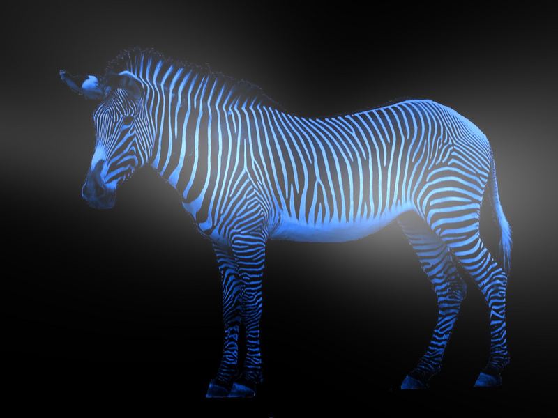 Zebra a la Blau