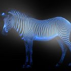 Zebra a la Blau