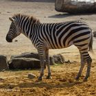 Zebra