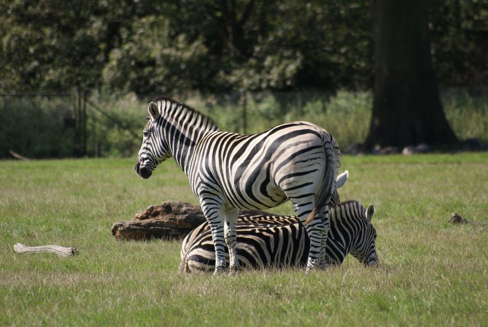 Zebra von S.Rockrohr 