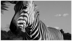 zebra