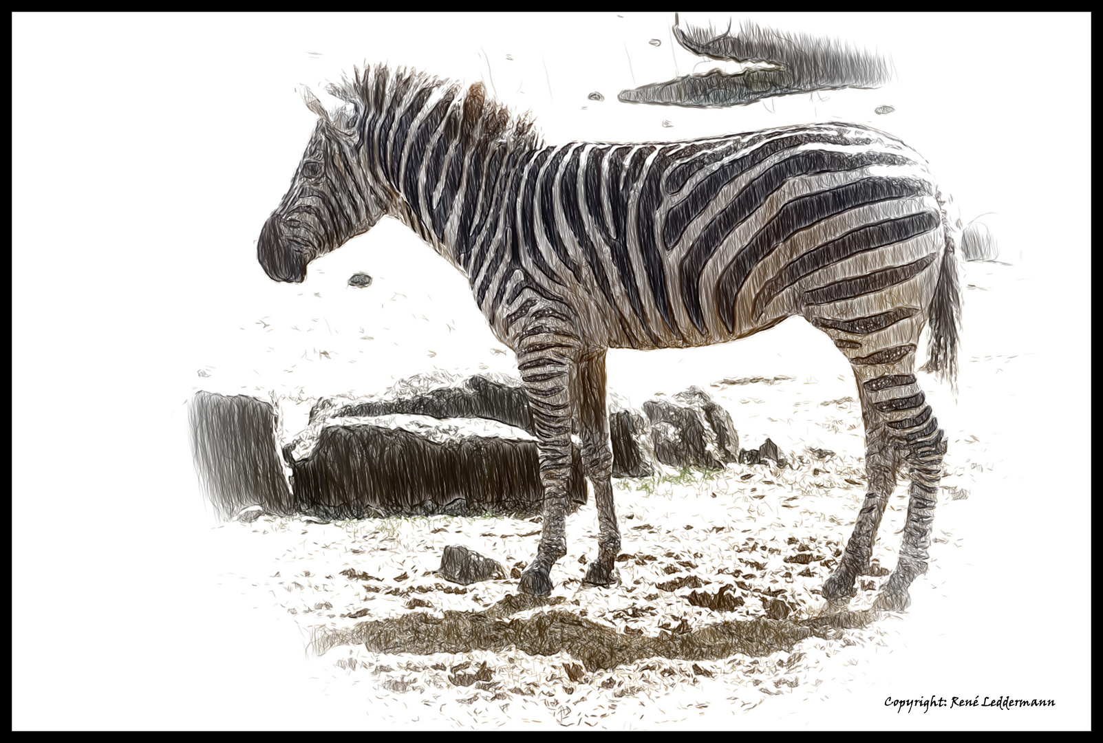 Zebra