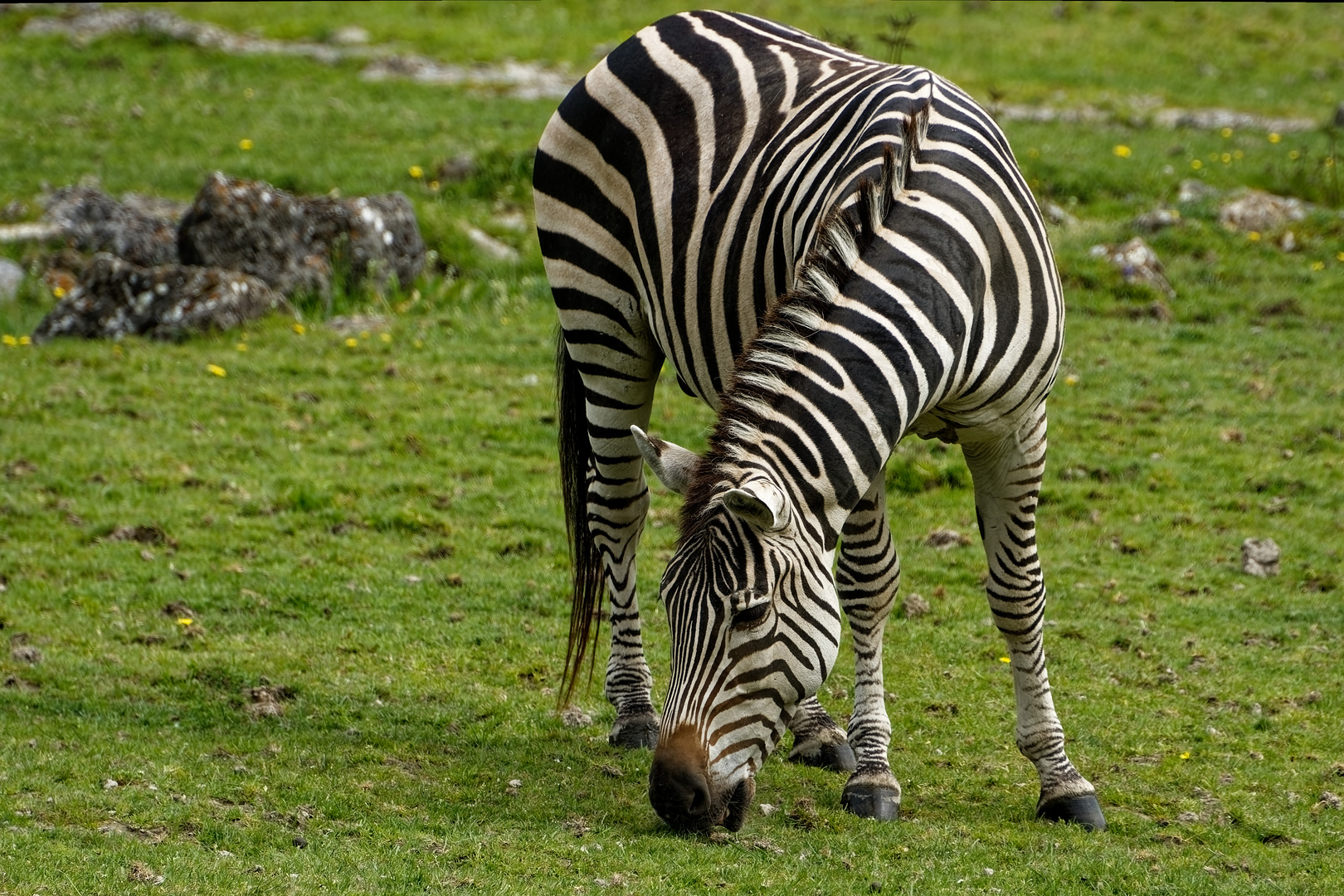 Zebra