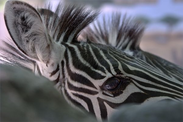 zebra