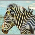 Zebra