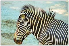 Zebra