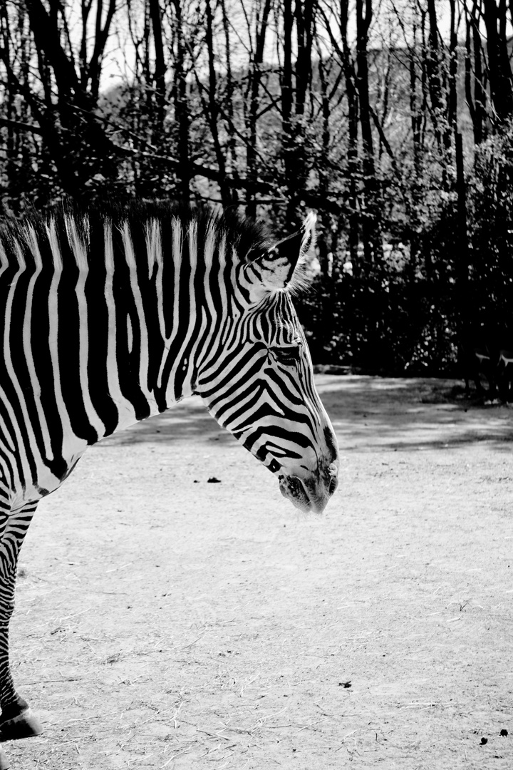 Zebra