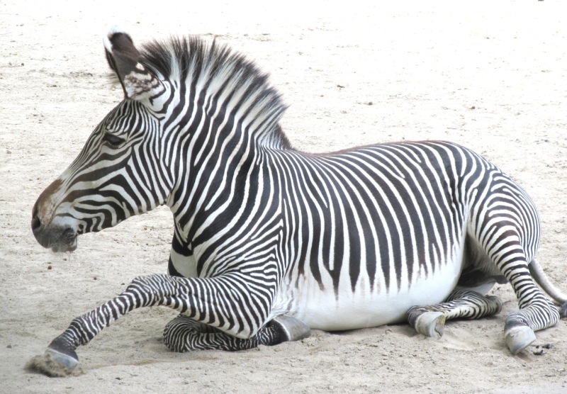 zebra