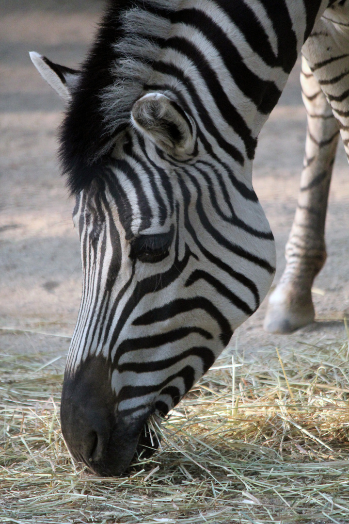 Zebra