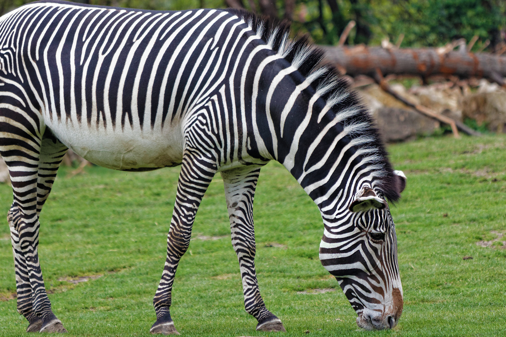 Zebra