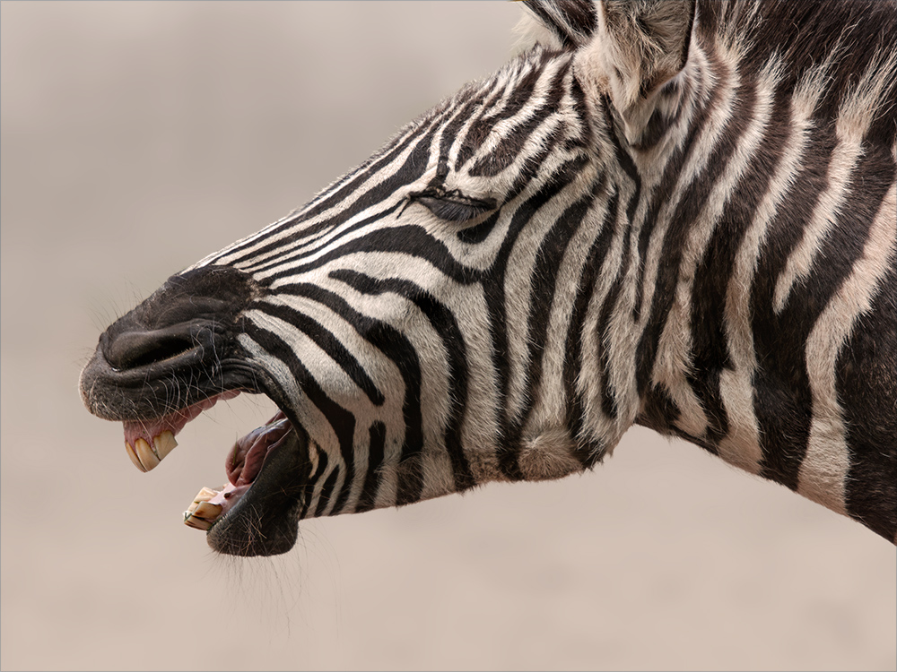 Zebra