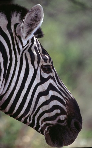 Zebra