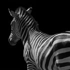 Zebra...