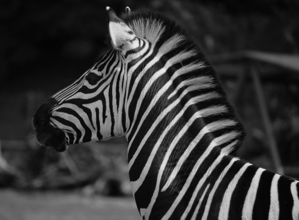 Zebra