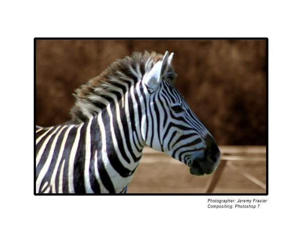 Zebra