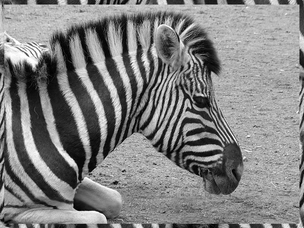 Zebra