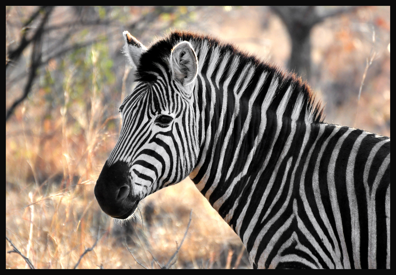 Zebra