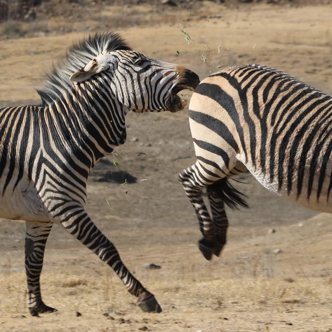 Zebra Action 