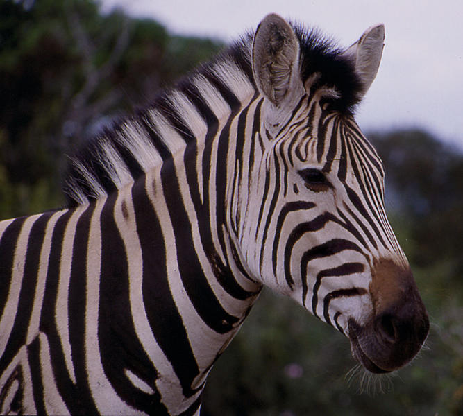 Zebra