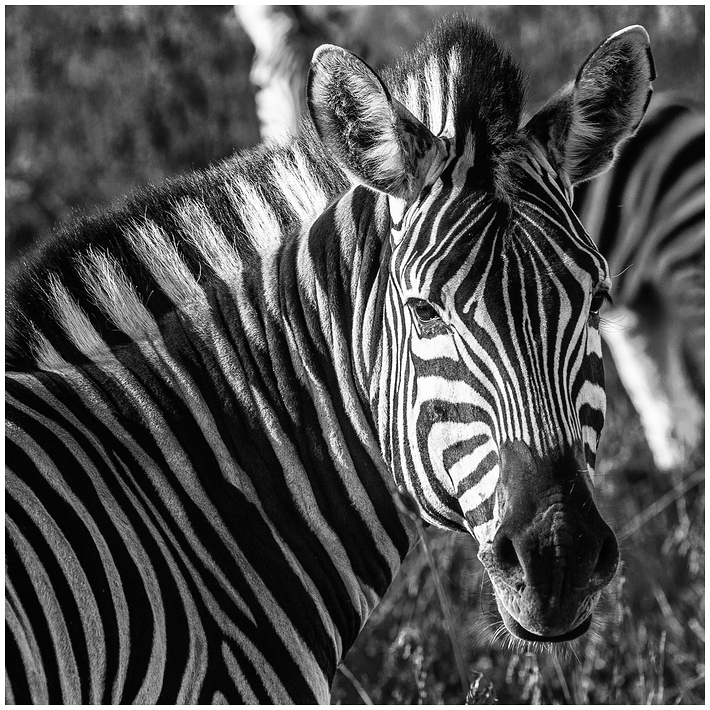 Zebra